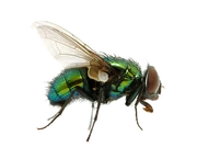 Fly PNG3955 Fly PNG3955