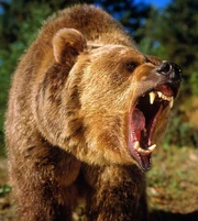 6b9e758cf3216400ea0bab819518083c--california-bear-bear-tattoos-1-