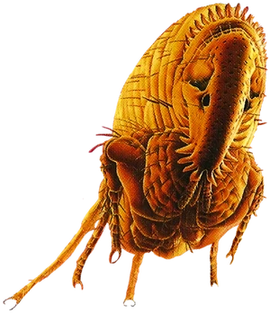 Flea from this plague