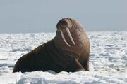 Bull walrus Bull walrus