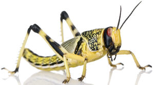 Locust-large-v1-1-