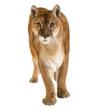 puma animal wiki