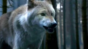 Summer-game-of-thrones-direwolves-34317098-954-536