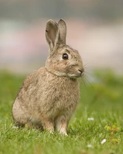 Bunny Rabbit Bunny Rabbit