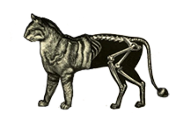 Felis Umbra Small Felis Umbra Small