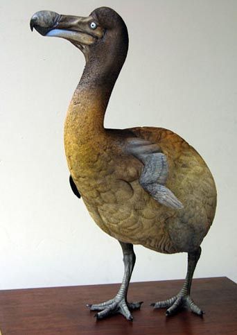 Dodo | VS Battles Wiki | Fandom