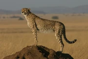A cheetah