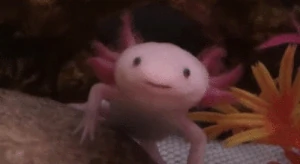 Axolotl02 Axolotl02