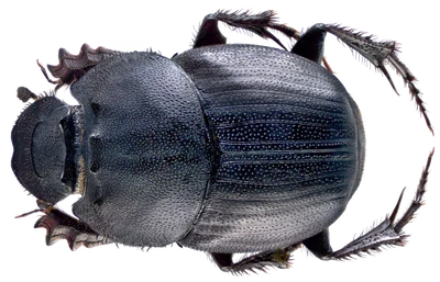 Dung beetle