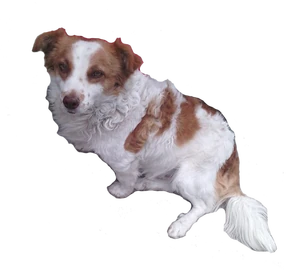 Mongreldogprofileb3 Mongreldogprofileb3
