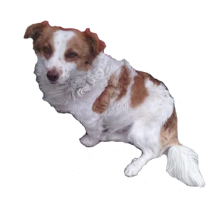 Mongreldogprofileb3 Mongreldogprofileb3