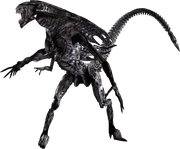Alien Queen