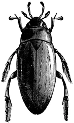D├óyuni's├»