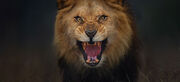 Animal-photography-angry-charging-lion-atif-saeed-pakistan-thumb6402