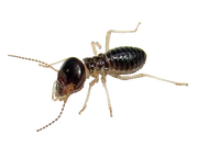 -Render- Termite