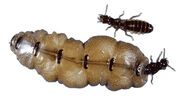 Termites-2-1-