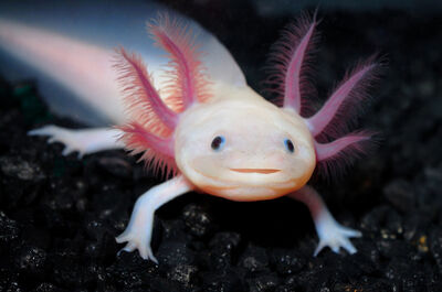 Axolotl