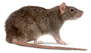 Norway Rat