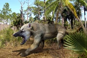 Amphicyon Amphicyon