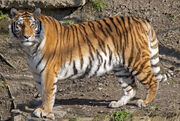 Amur Tiger 4d (5512743124)