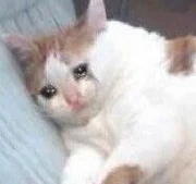 Fat-crying-cat-crying-cat-know-your-meme-1