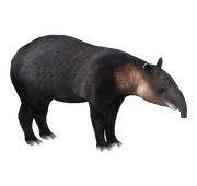 Tapir3