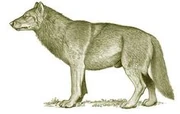 79942069ced5a462c7c9de19d46e209a--extinct-animals-prehistoric-animals 79942069ced5a462c7c9de19d46e209a--extinct-animals-prehistoric-animals