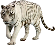 White-Tiger-Free-PNG-Image-1-
