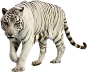 White-Tiger-Free-PNG-Image-1-