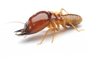 Termite1-1024x678-1-
