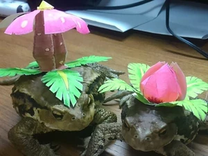 Venusaur2 Venusaur2