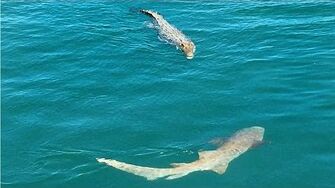 Couple Visited By Sharks And Crocodiles On Boat