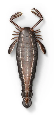 Jaekolepterus