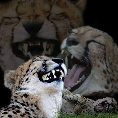 Laughing cheeta
