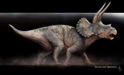 Triceratops horridus