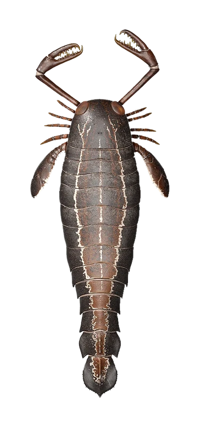 JaekolepterusRender