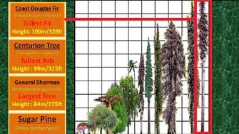 Tallest Tree Height Comparison