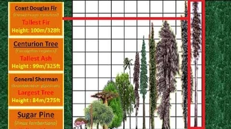 Tallest Tree Height Comparison Tallest Tree Height Comparison