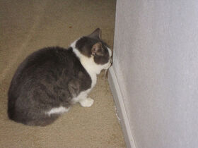 Cat stares at the wall