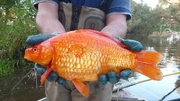 Goldfish can get pretty big, apparently Goldfish can get pretty big, apparently