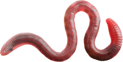 Earthworm