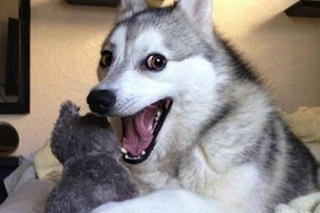 BadPunDog