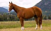 Quarter Horse