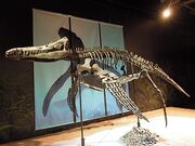 440px-Dinosaurium, Pliosaurus rossicus 1