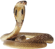 Cobra-snake-transparent-image