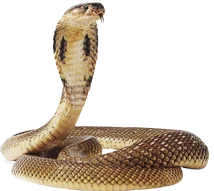 Cobra-snake-transparent-image