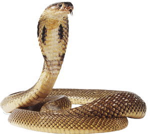 Cobra-snake-transparent-image