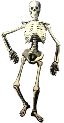 Spooky-scary-skeleton-memeverse-battle-wiki-fandom-powered-by-spooky-scary-skeletons-png-260 500