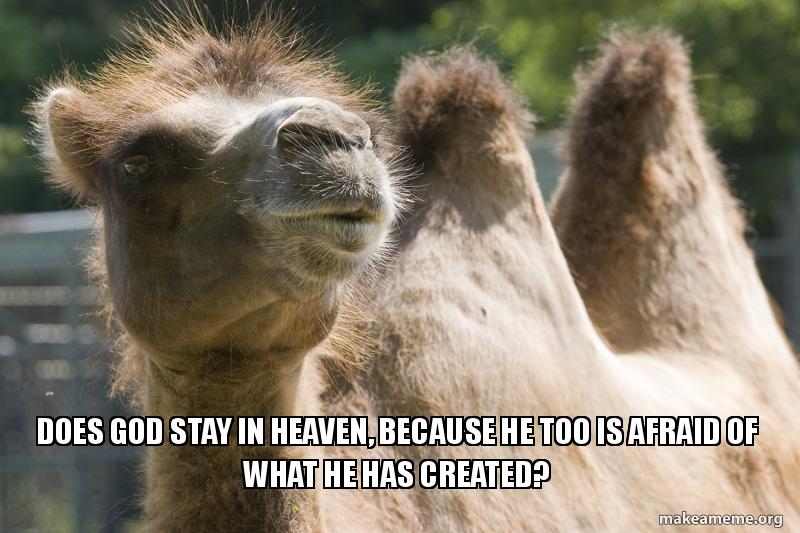 Omar the pondering camel