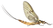 Mayfly-1-